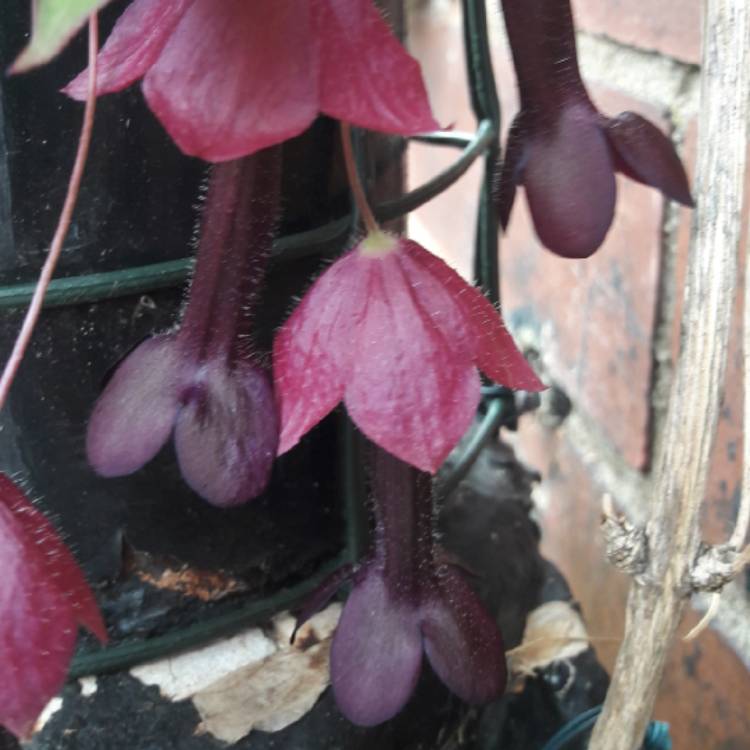 plant image 815589 plant image 815589