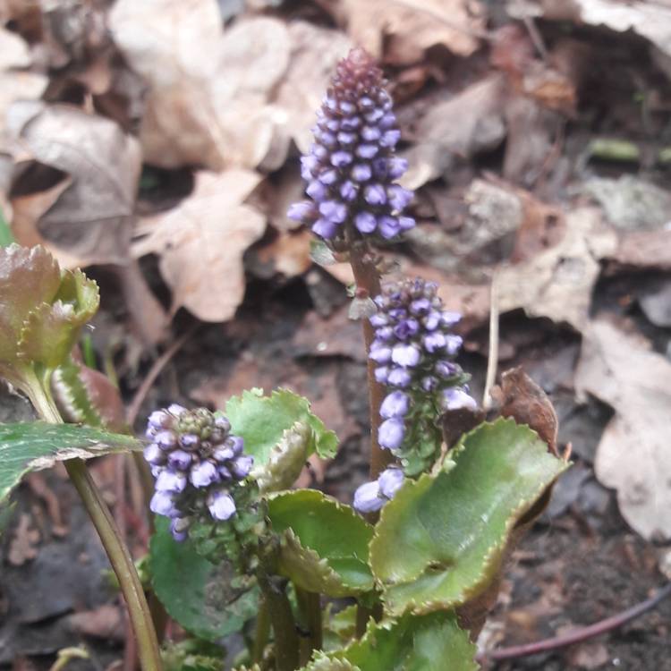 plant image 953652