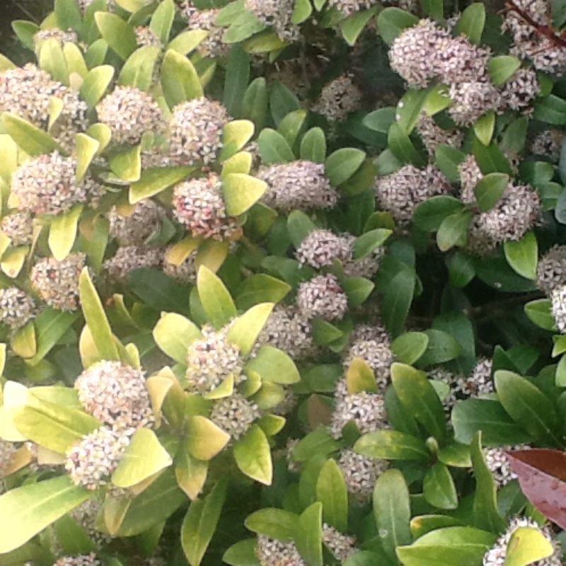 Japanese Skimmia