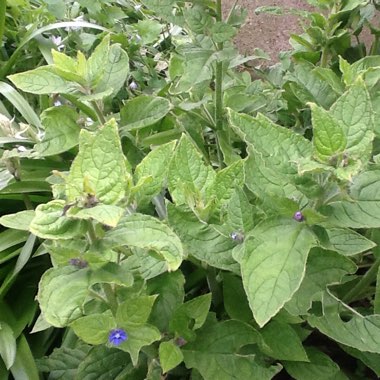 Ian's garden