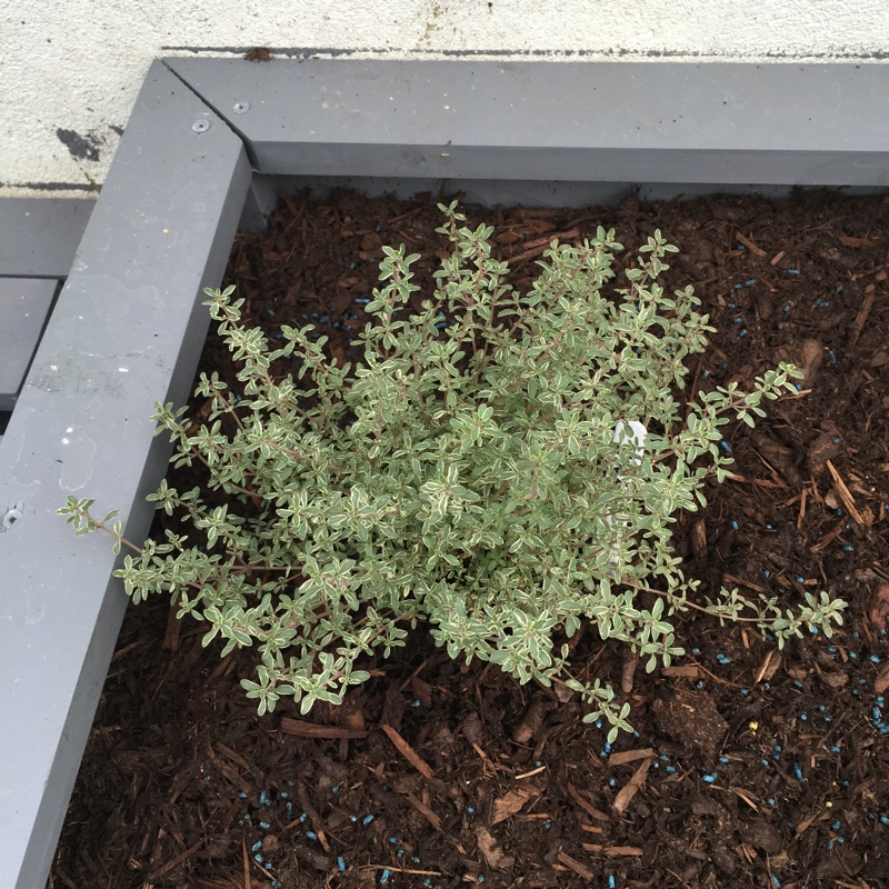 Plant image Thymus 'Silver Queen'