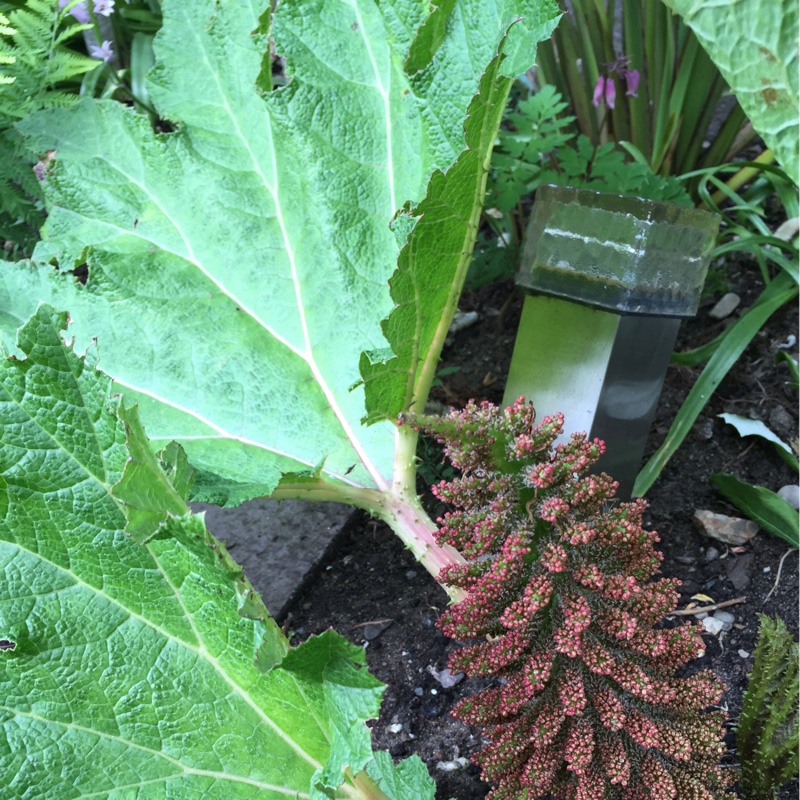 plant image 122024