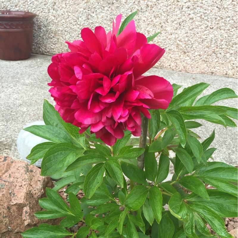 Plant image Paeonia x festiva 'Rosea Plena' syn. Paeonia officinalis 'Rosea Plena', Paeonia 'Old Double Rose'