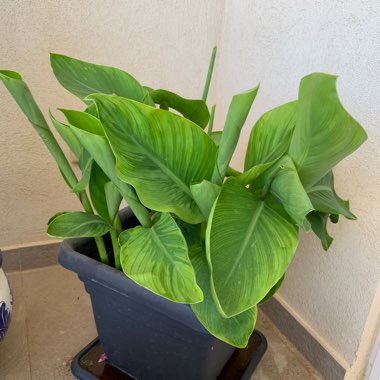 Canna indica syn. Canna discolor, Canna indica 'Edulis', Canna lanuginosa, Canna limbata, Canna 'Limbata'