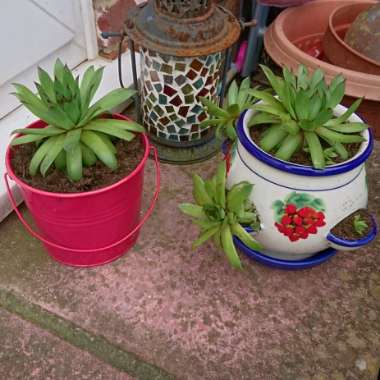 Sempervivum