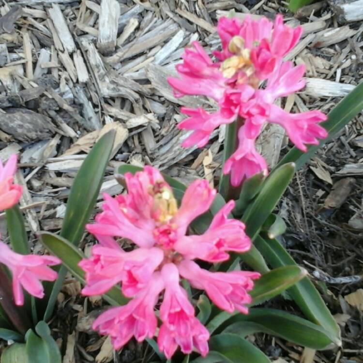 Plant image Allium roseum
