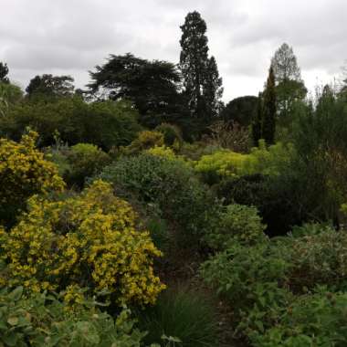 Sam's garden