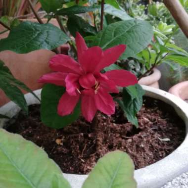 Sweetshrub 'Hartlage Wine'