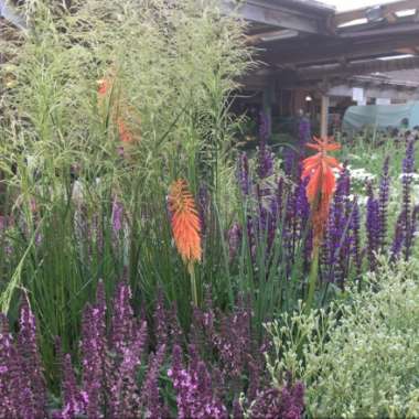 Sam's garden