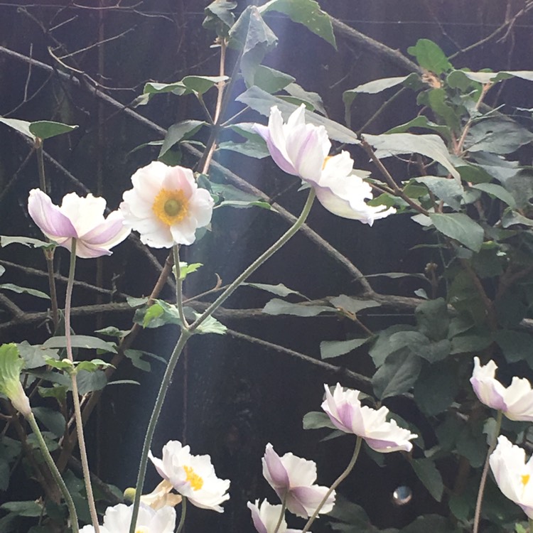 Plant image Anemone Hupehensis var. japonica 'Dreaming Swan'
