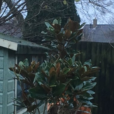 Magnolia grandiflora 'Exmouth'