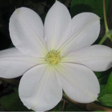 Clematis 'Marie Boisselot' syn. Clematis 'Madame le Coultre'