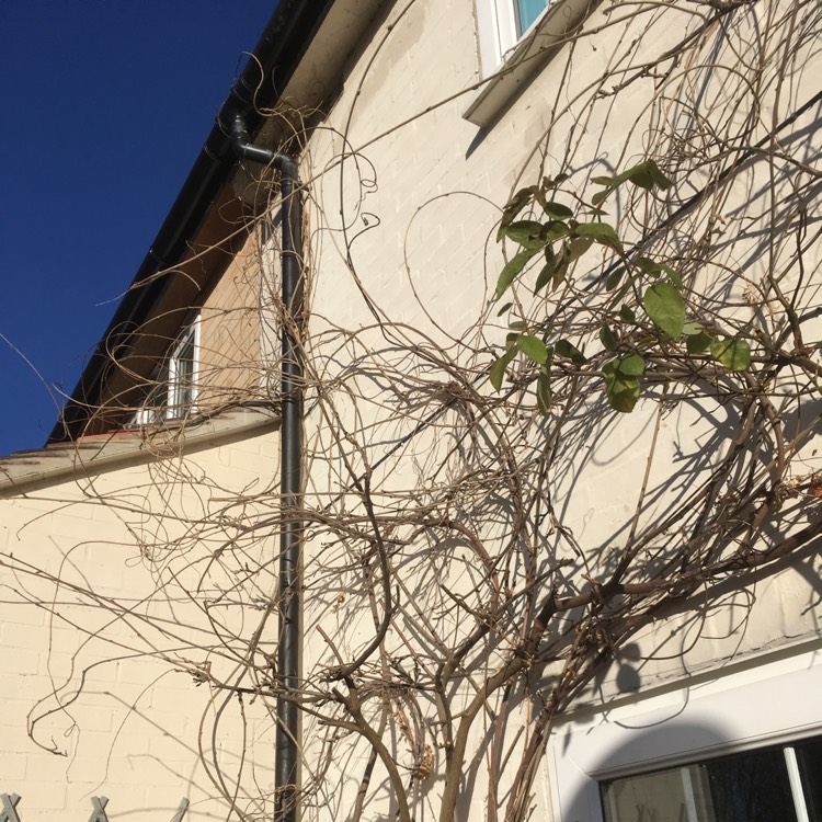 plant image 298846