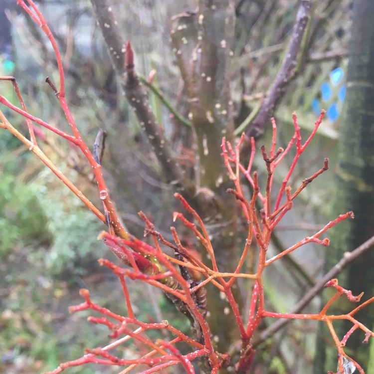 plant image 301112