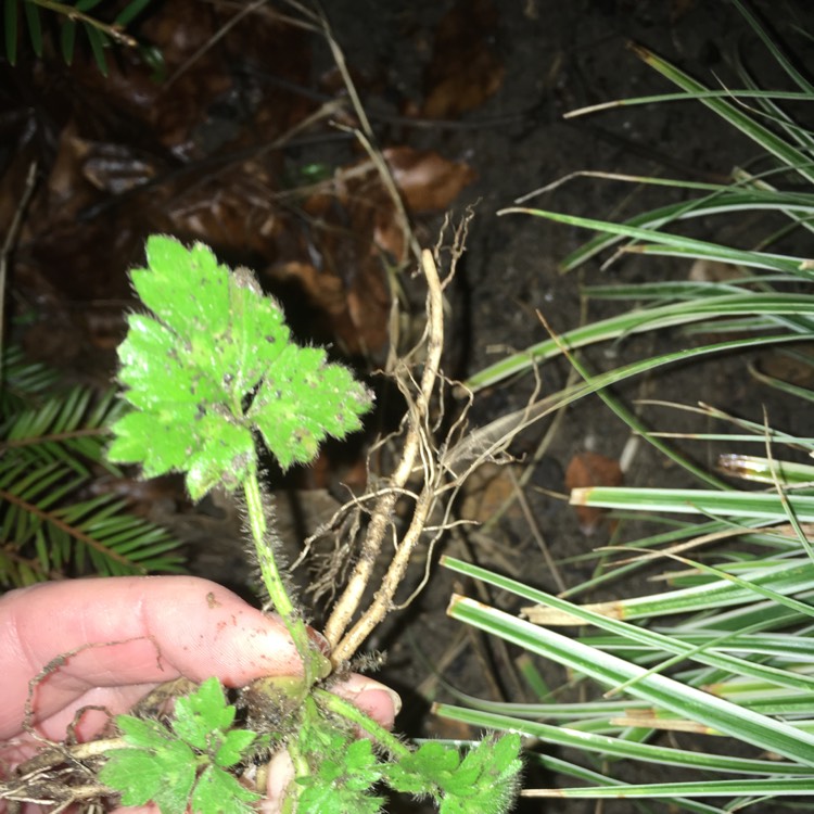 Plant image Ranunculus repens