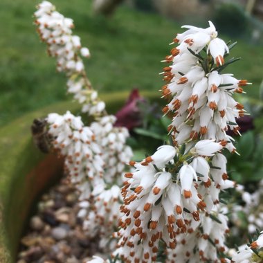 Erica carnea f. alba 'Snow Queen'