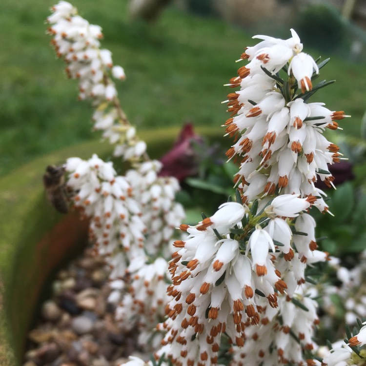 plant image 329262