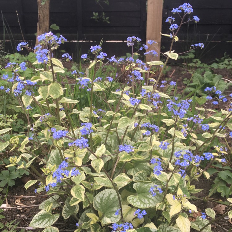 Plant image Brunnera macrophylla 'Hadspen Cream'