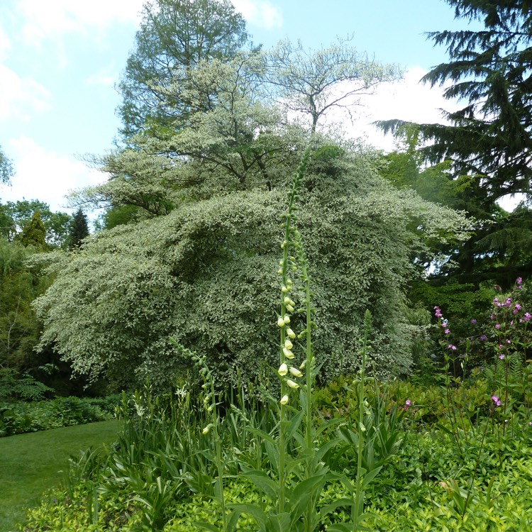 plant image 351081