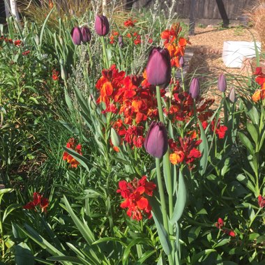 Tulipa 'Queen of Night'