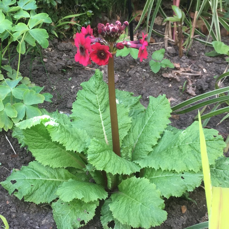 Plant image Primula japonica 'Miller's Crimson'