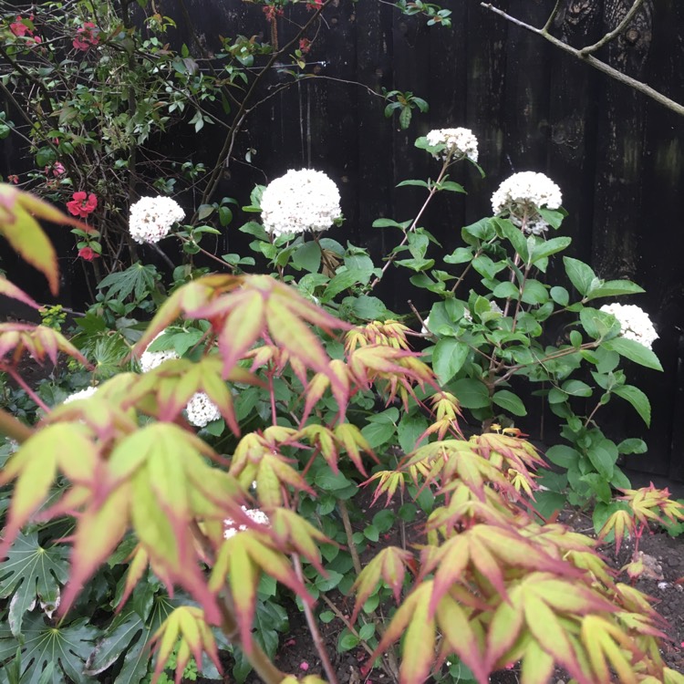 plant image 369518