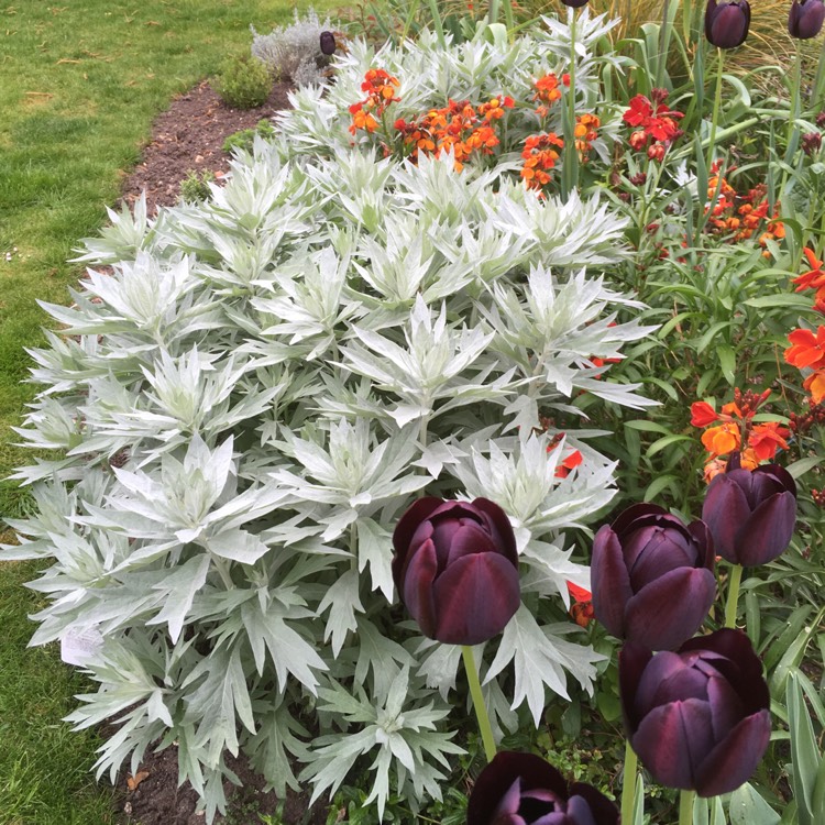 Plant image Artemisia ludoviciana 'Valerie Finnis'