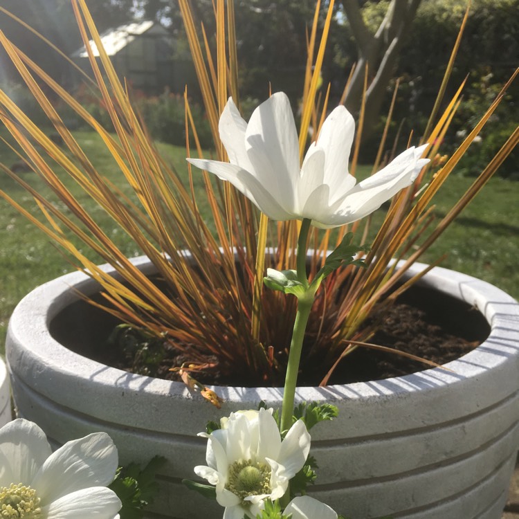 Plant image Libertia peregrinans 'Gold Leaf'