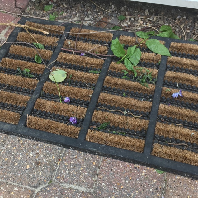 plant image 386783