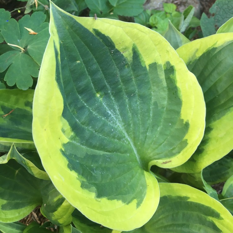 Plant image Hosta 'Twilight'