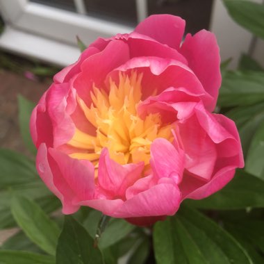Paeonia lactiflora 'Bowl of Beauty'