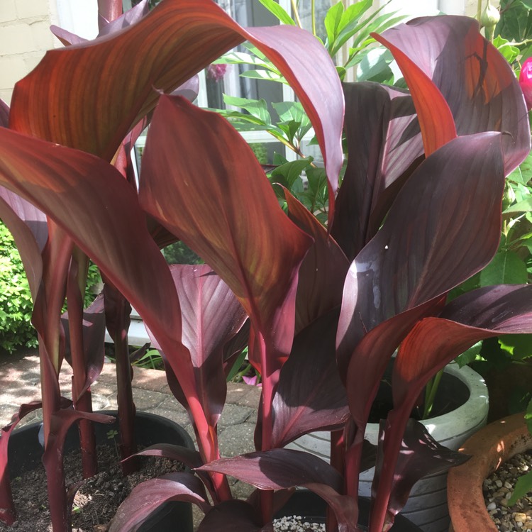 plant image 410555 plant image 410555