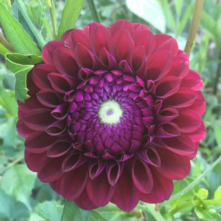 Plant image Dahlia 'Babette'