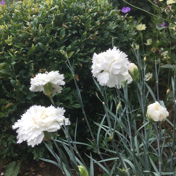 Plant image Dianthus 'Memories'