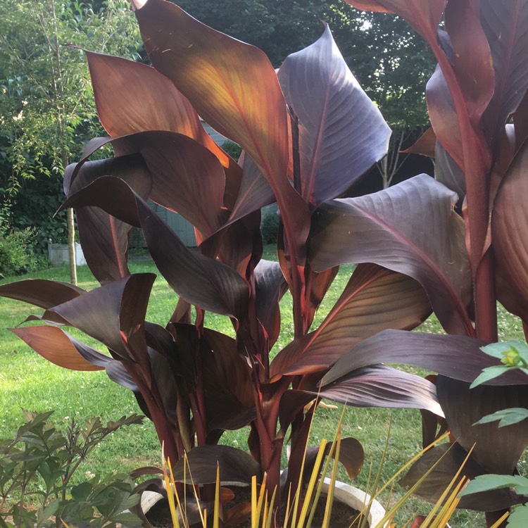 Plant image Canna 'Lon01' syn. Canna 'Tropicanna Black'