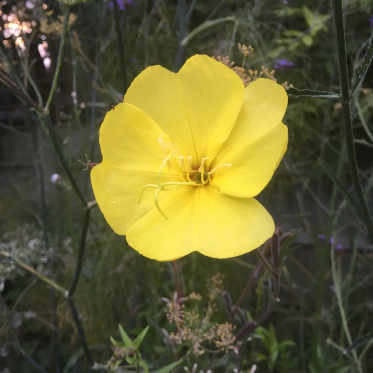 Plant image Oenothera