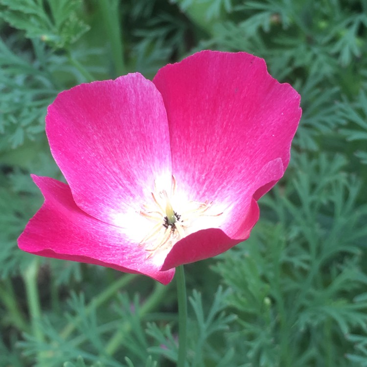 plant image 509916