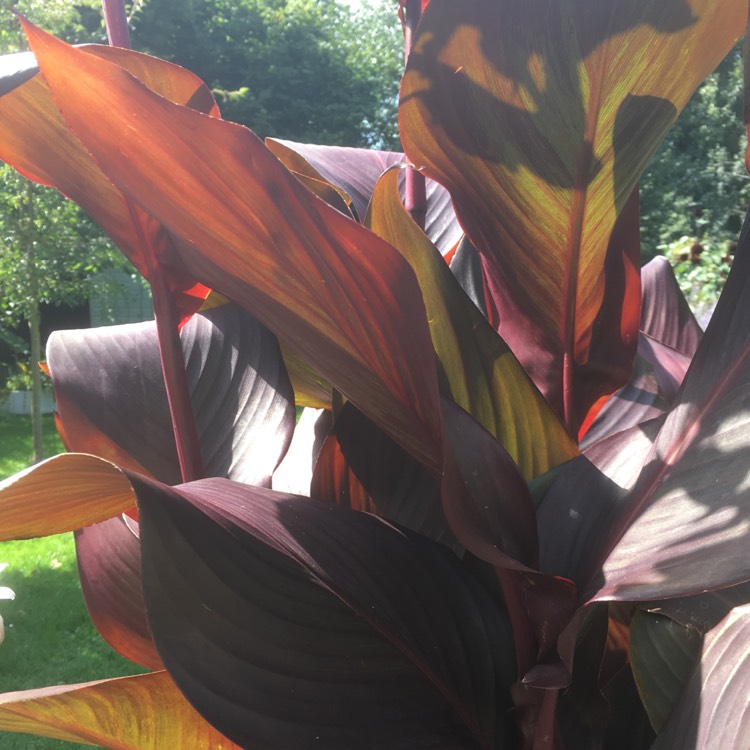 plant image 528210 plant image 528210