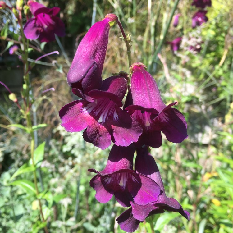 Plant image Penstemon 'Blackbird'