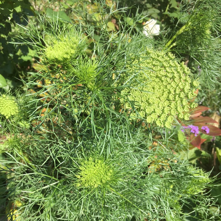 Plant image Ammi visnaga