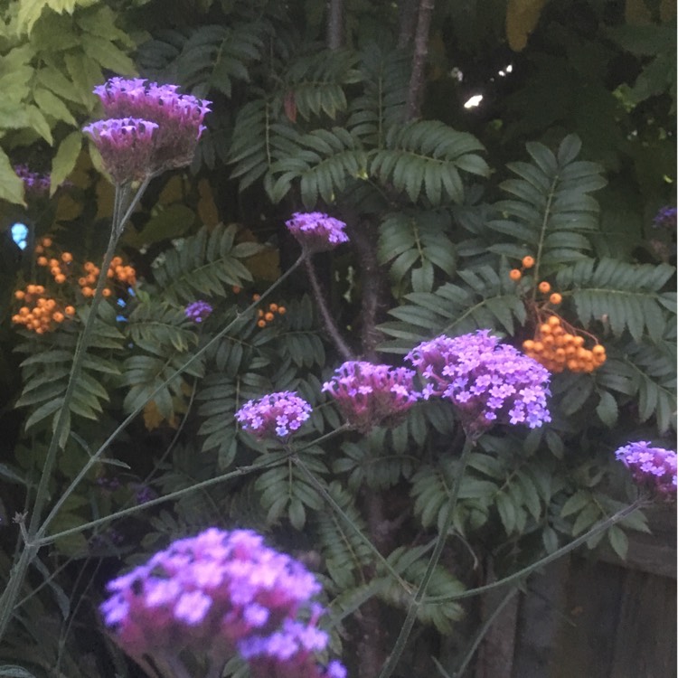 plant image 555564