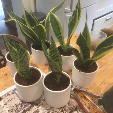 Sansevieria trifasciata