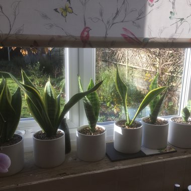 Sansevieria trifasciata