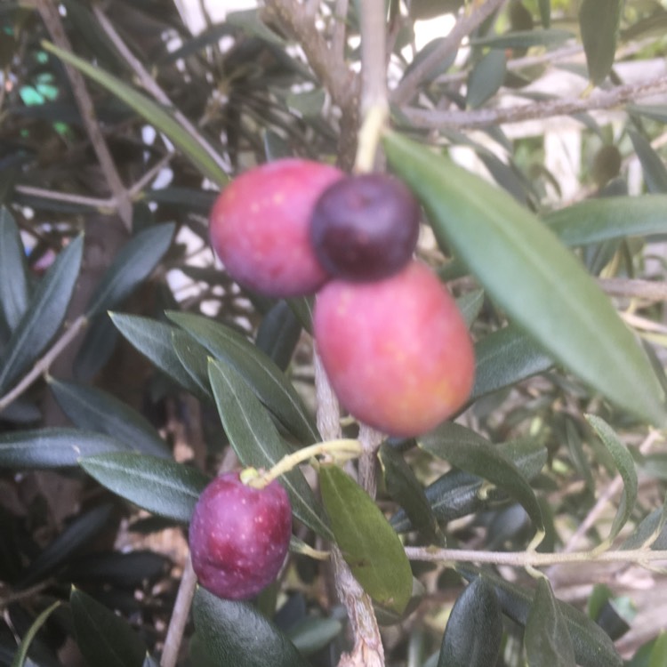 plant image 588772