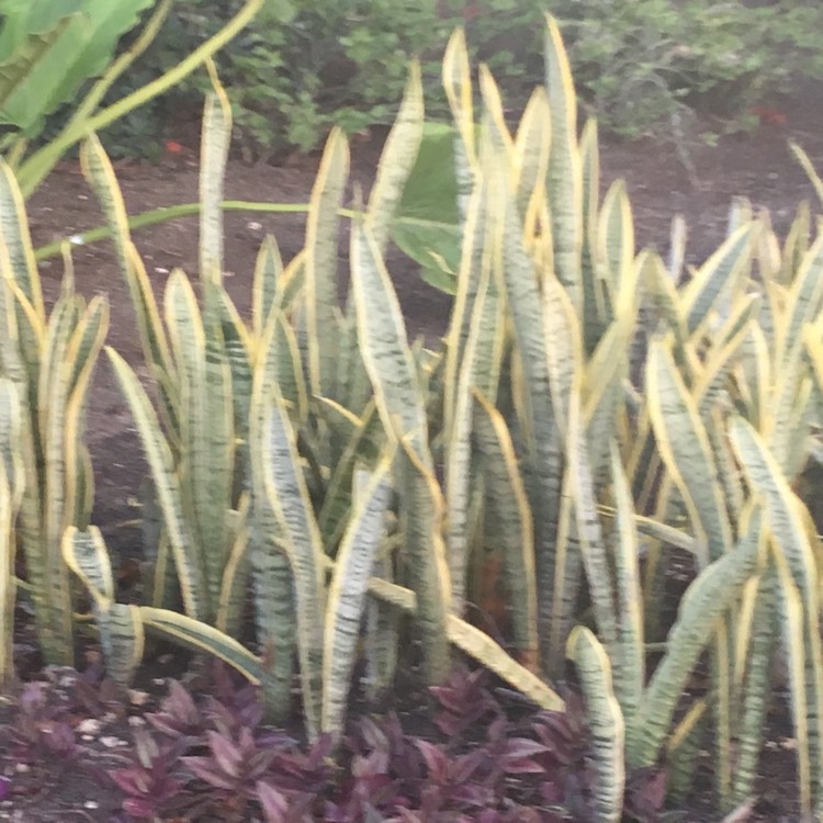 plant image 599711