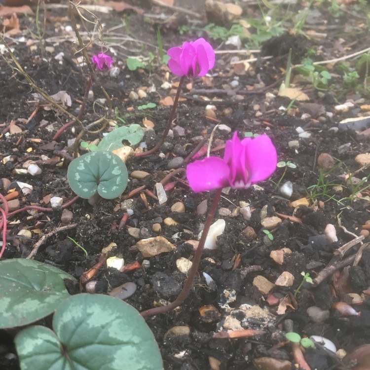 Plant image Cyclamen coum