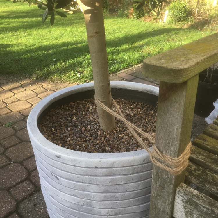 plant image 602673