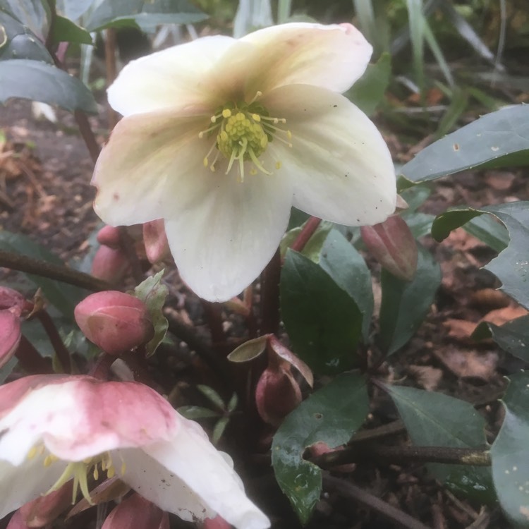 Plant image Helleborus x ericsmithii 'Winter Sunshine'