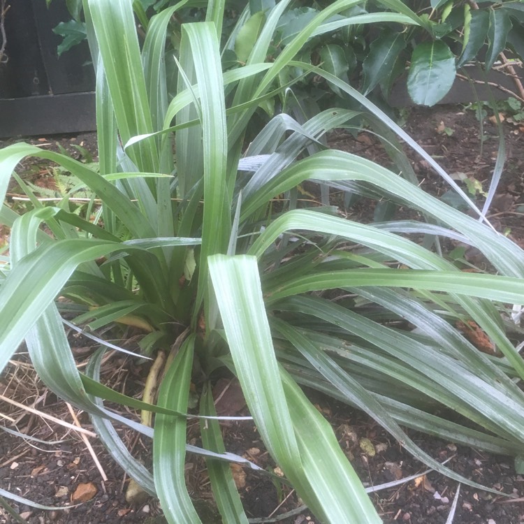 Plant image Astelia chathamica