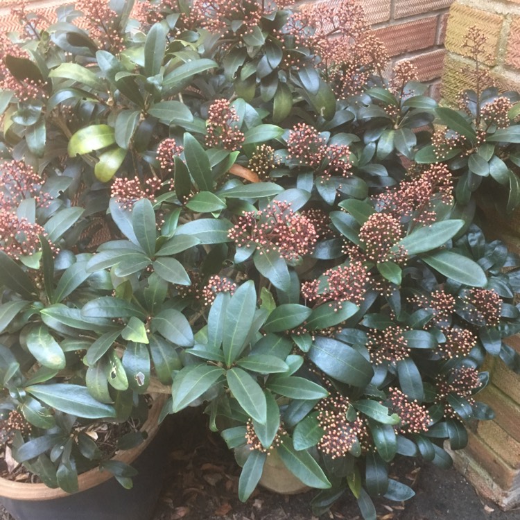 Plant image Skimmia japonica 'Rubella'